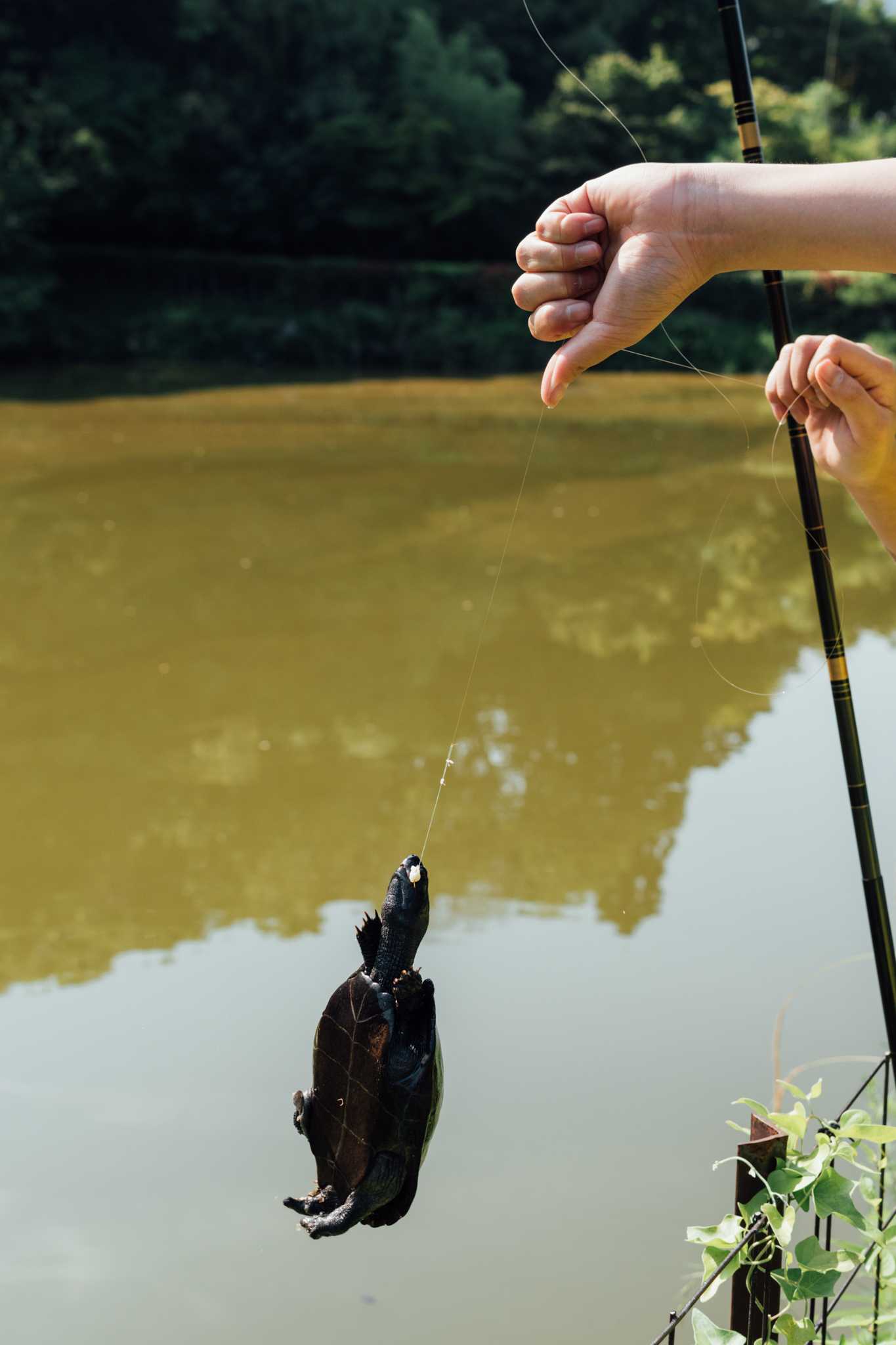 A boy catches and releases turtles at a local creek.